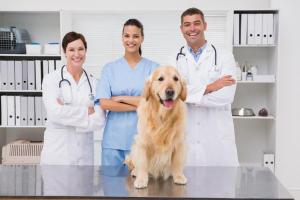 veterinarians_dog_boarding